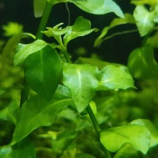 Людвігія болотна зелена ( Ludwigia palustris Green)